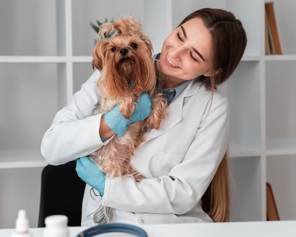 3 tips para ayudarle a tu perro a disfrutar las visitas al veterinario